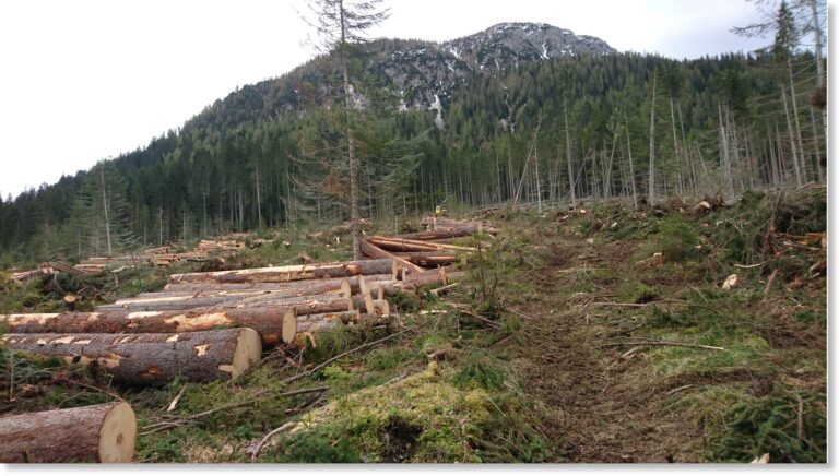 Toigo: Non scordo l’inferno Vaia che colpì anche la mia casa e le mie montagne